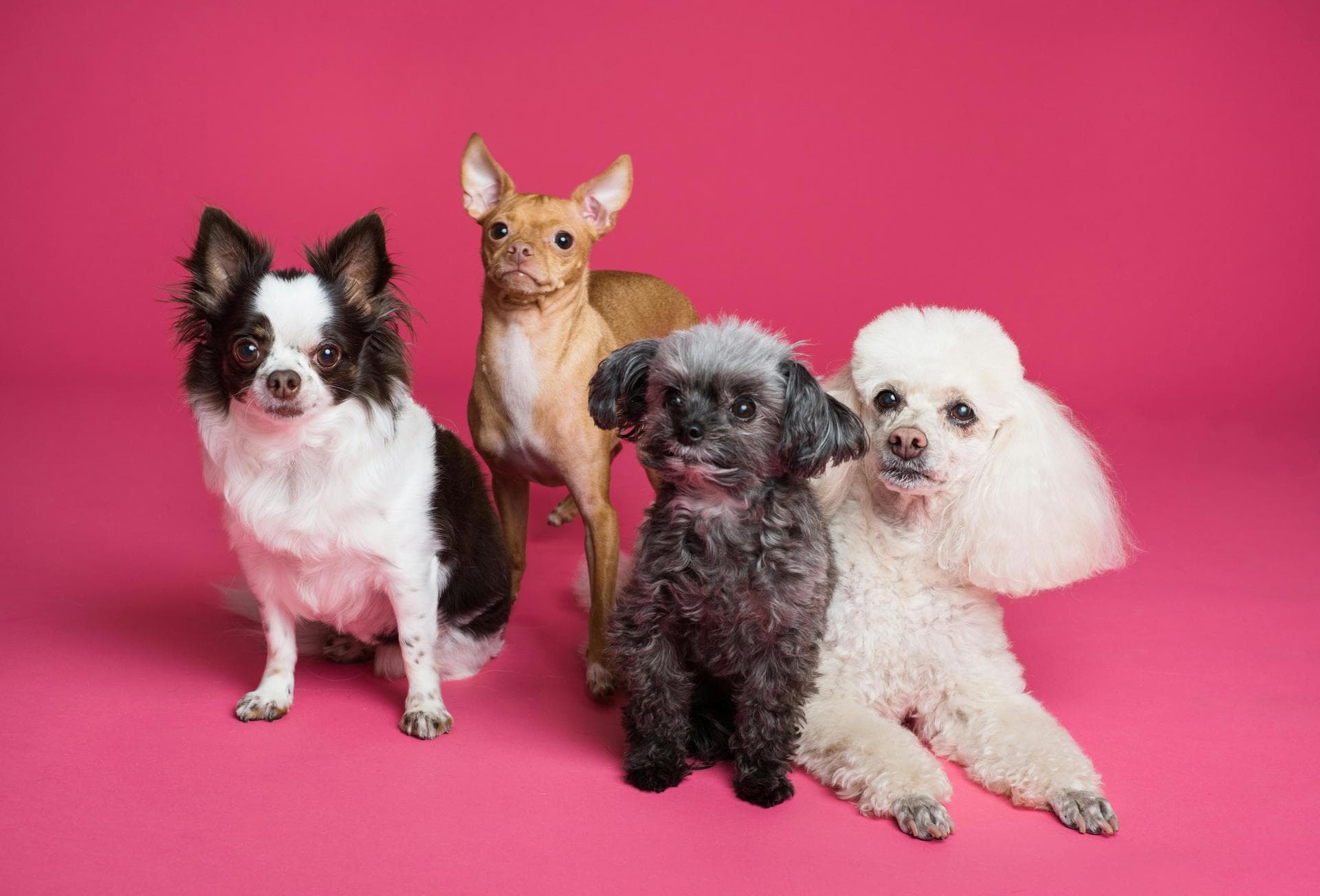 Best Vets in Andalusia