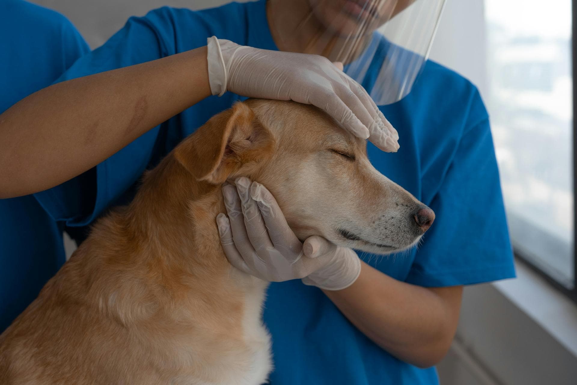 Best Vets in Gadsden