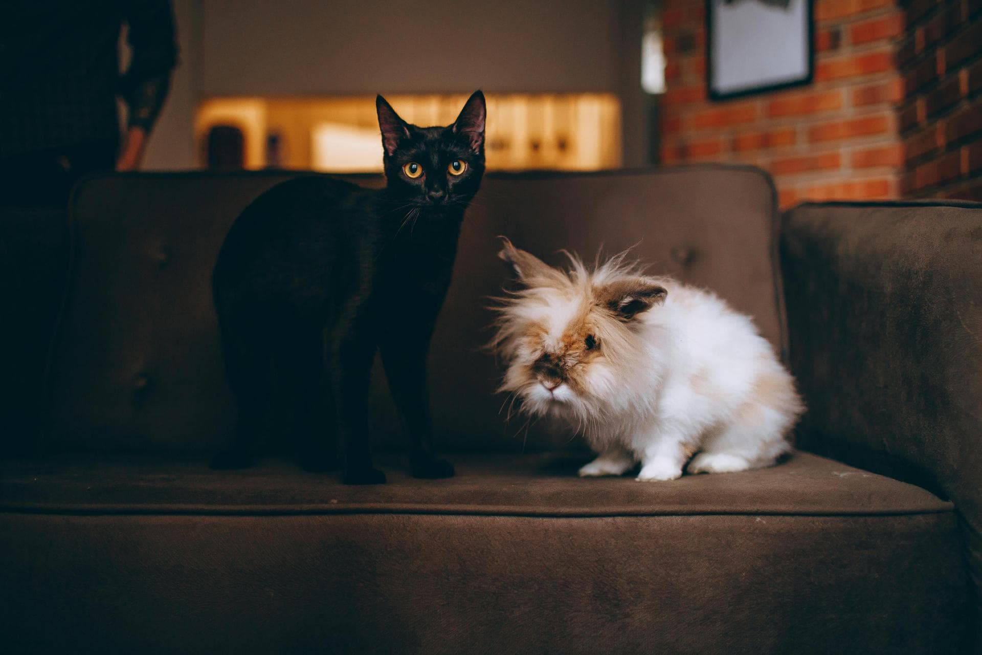Best Vets in Andalusia
