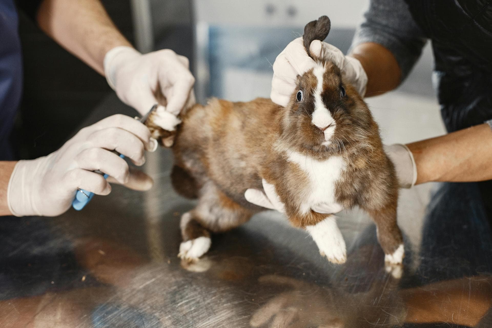 Best Vets in Elberta