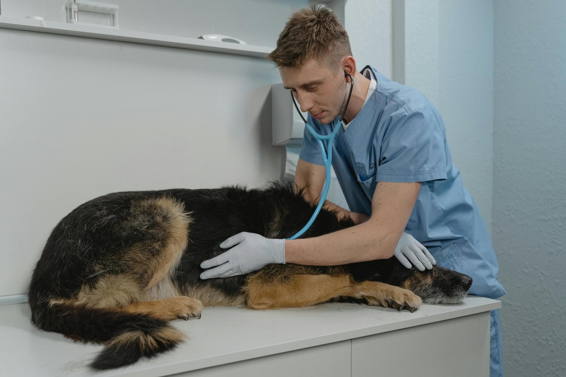 Best Vets in Alexander City